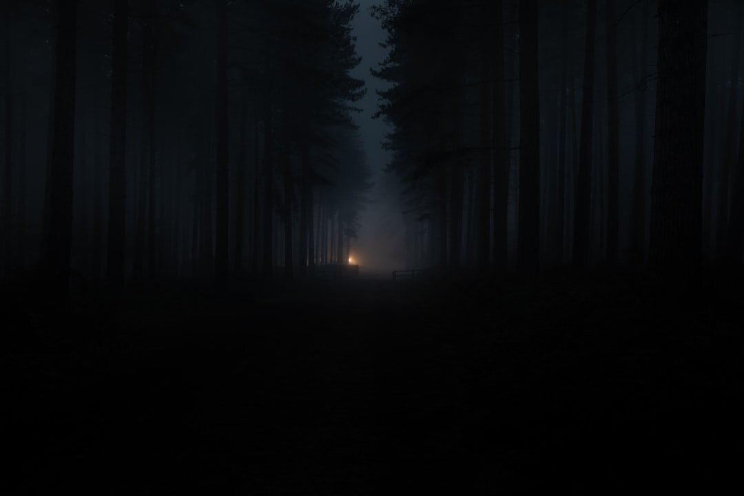dark foggy forest at night