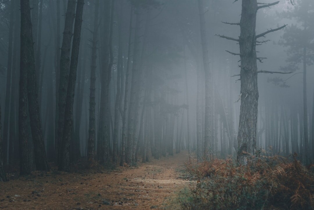 dark foggy forest